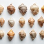 découvrez des solutions faciles et rapides pour les mots fléchés sur le thème des mollusques, classées par taille pour vous aider à compléter vos grilles efficacement.